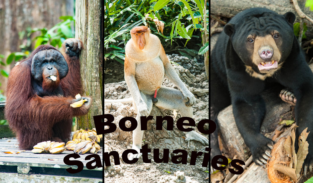 3 Sanctuaries To Visit In Borneo - Pages in my passport